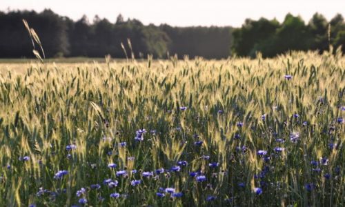 Zdjecie POLSKA / Mazury / okolice Mrgowa / W zbou