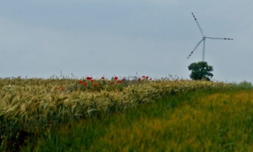 Zdjcie POLSKA / Kuj-pom / Tarkowo / Kujawski widok