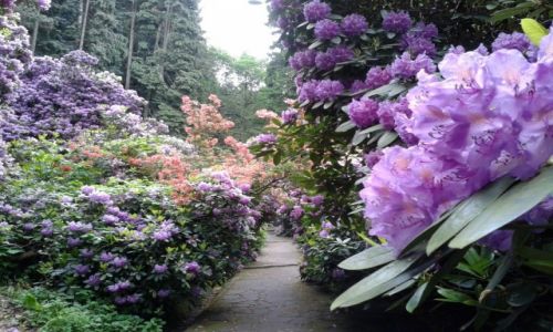 Zdjcie POLSKA / Dolny lsk / Szczawno Zdrj / Aleja Rododendronw