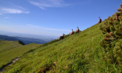 Zdjecie POLSKA / Tatry Zachodnie / Koczysty Wierch / Na szlaku II