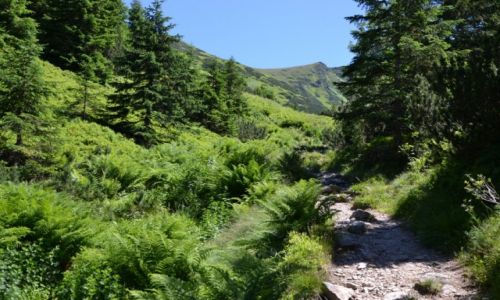 Zdjecie POLSKA / Tatry Zachodnie / Dolina Starorobociaska / W stron Siwej