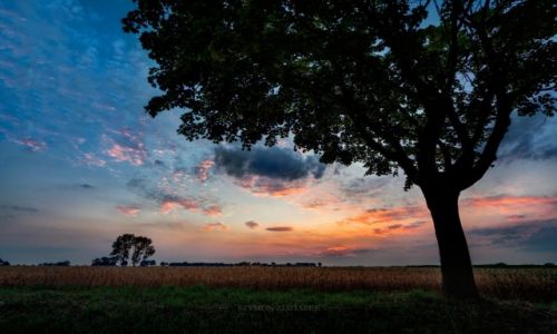 Zdjcie POLSKA / Wielkopolska / Osowo / Vanilla sky