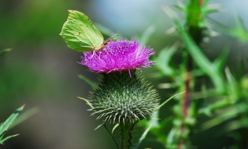 Zdjęcie POLSKA / Śląsk / Wyry / Delikatny motyl i kłujący oset
