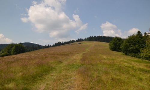 Zdjcie POLSKA / Beskid ywiecki / Hala Rycerzowa / Na hali