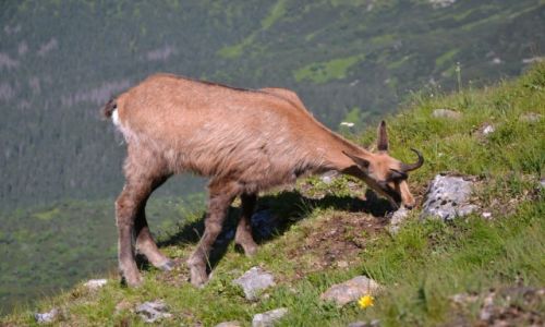 Zdjecie POLSKA / Tatry Zachodnie / Liliowe Turnie / .....