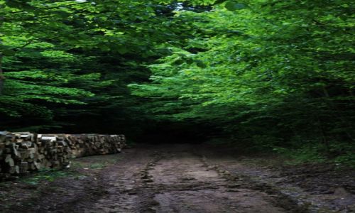 Zdjecie POLSKA / Podkarpackie / Klimkwka / Droga w lesie