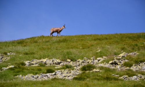 Zdjecie POLSKA / Tatry Zachodnie / Pod Jarzbczym / Na grani