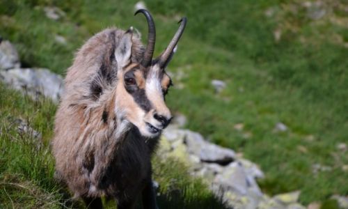 Zdjecie POLSKA / Tatry Zachodnie / Jarzbczy Wierch / .....