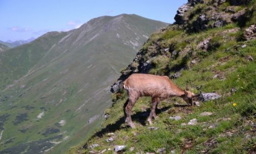 Zdjecie POLSKA / Tatry Zachodnie / Liliowe Turnie / .....