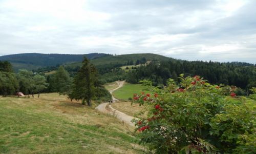 Zdjcie POLSKA / Beskid ywiecki / Hala Boracza / Hala