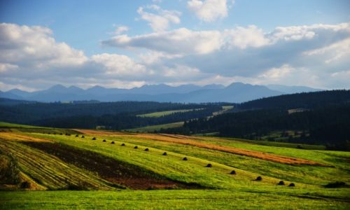 Zdjecie POLSKA / maopolskim / Okolice Zakopanego / Pole