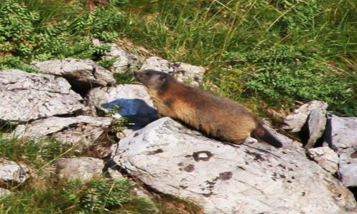 Zdjecie POLSKA / Tatry / Polana Kondratowa / wistak