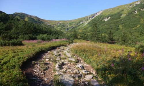 Zdjcie POLSKA / Tatry / Hala Kondratowa / Barwne i pachnce