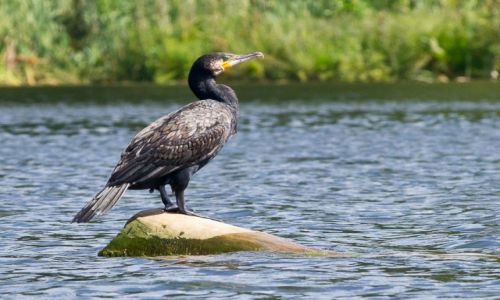 Zdjęcie POLSKA / Pojezierze Brodnickie / Jez. Bachotek / Kormoran