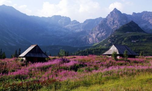 Zdjcie POLSKA / Tatry / Na szlaku / Hala Gsienicowa
