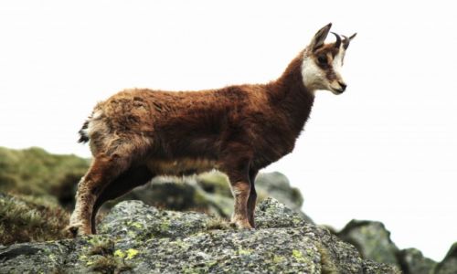 Zdjęcie POLSKA / Tatry Zachodnie / okolice Goryczkowej Czuby / Kozica