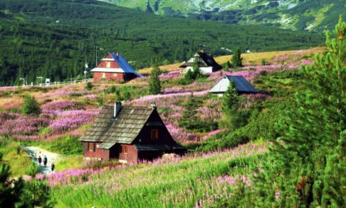 Zdjecie POLSKA / Tatry / Hala Gsienicowa / O poranku