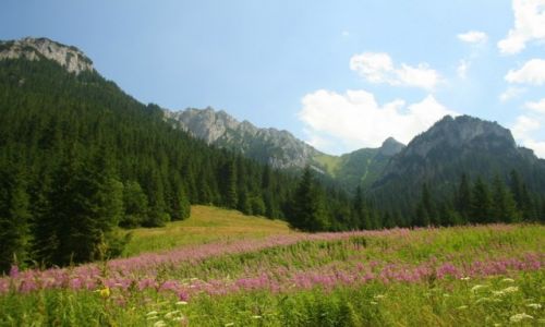 Zdjecie POLSKA / Dolina Kocieliska / TPN / Pisana Polana