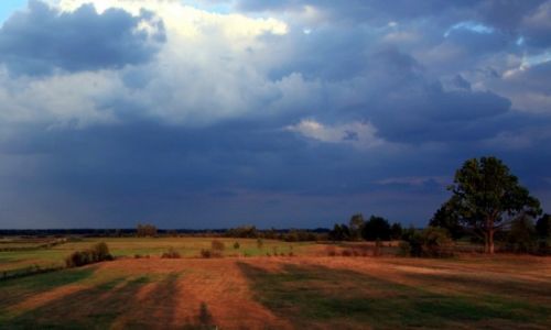 Zdjcie POLSKA / Podlasie / Wizna / Ozocone socem