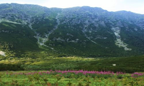Zdjcie POLSKA / Tatry / Dolina Roztoki / Stoki Wooszyna