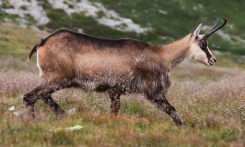 Zdjecie POLSKA / Tatry / Pod Starorobociaskim Wierchem / Spotkanie na szlaku