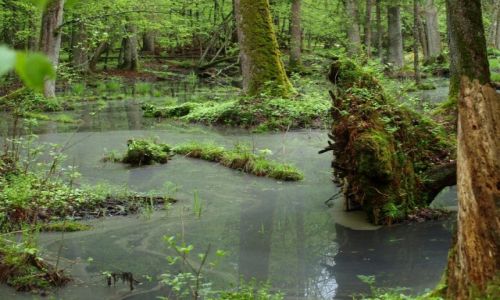 Zdjęcie POLSKA / - / Białowieski Park Narodowy / uroczy zakątek