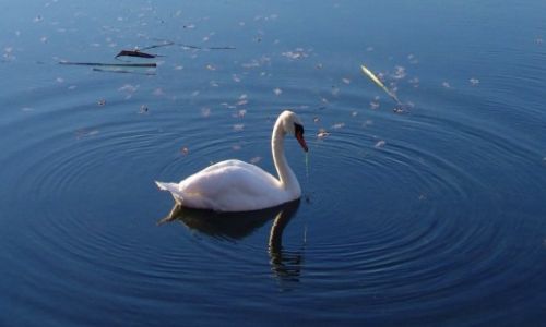 Zdjcie POLSKA / Ziemia Supska / Swoowo / Krgi na wodzie