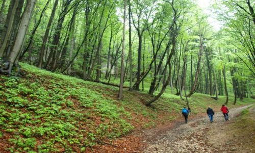 Zdjcie POLSKA / jura krakowsko-czstochowska / Ojcowski Park Narodowy / Ojcowski Park Narodowy ujcie 2