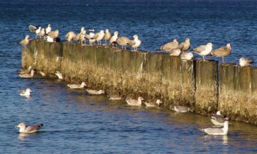Zdjcie POLSKA / Ziemia Supska / Ustka / Kolonia