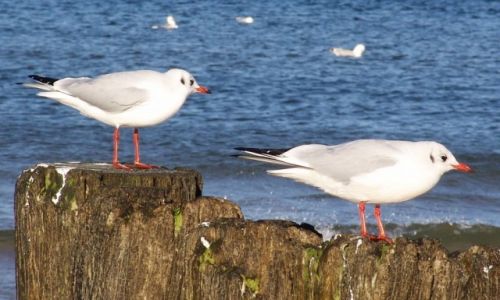 Zdjcie POLSKA / Ziemia Supska / Ustka / Za i na falochronie