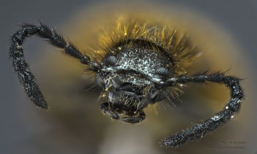 Zdjecie POLSKA / wielkopolska / pia / Owady Extreme macro