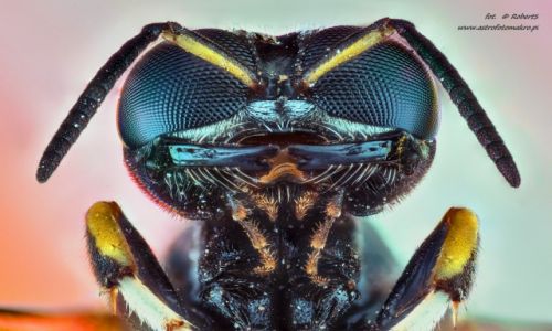 Zdjecie POLSKA / wielkopolska / pia / Owady Extreme macro