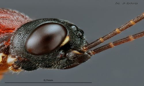 Zdjecie POLSKA / wielkopolska / pia / Owady Extreme macro