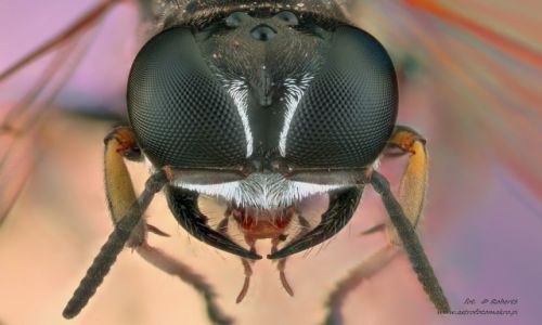 Zdjecie POLSKA / wielkopolska / pia / Owady Extreme macro