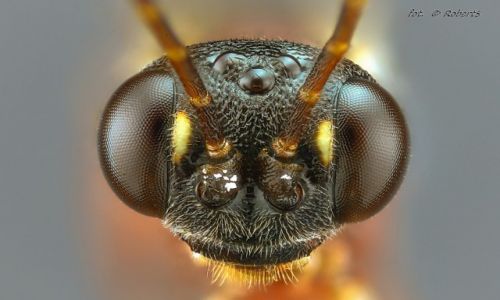 Zdjecie POLSKA / wielkopolska / pia / Owady Extreme macro