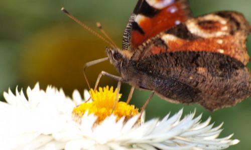 Zdjęcie POLSKA / Dolnośląskie / Wrocław / motyl z Wrocławia