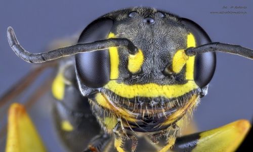 Zdjecie POLSKA / wielkopolska / pia / Owady Extreme macro