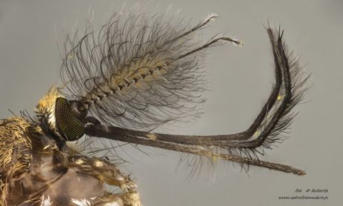 Zdjecie POLSKA / wielkopolska / pia / Owady Extreme macro