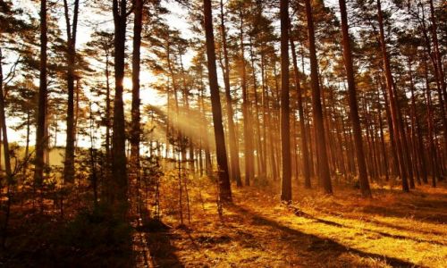 Zdj�cie POLSKA / Kuj-pom / Balczewo / Jesienny poranek.