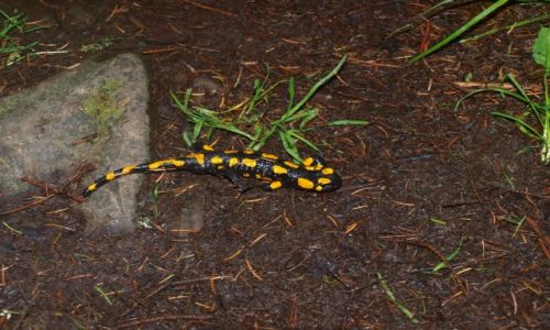 Zdjęcie POLSKA / Beskidy / Beskid Żywiecki / salamandra