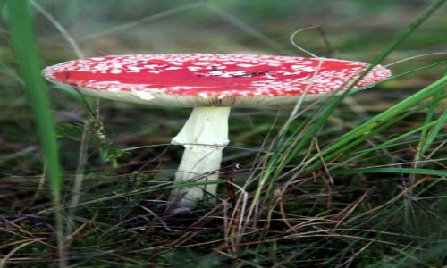 Zdjęcie POLSKA / Wielkopolska / Gosławice / Trujaczek