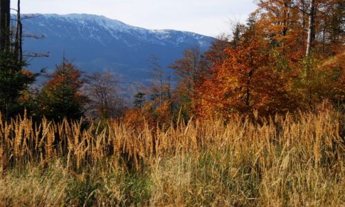 Zdjęcie POLSKA / Beskid Żywiecki / Babia Góra / A na Babiej już biało