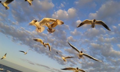 Zdjcie POLSKA / -Zachodniopomorskie / Koobrzeg / ptaki