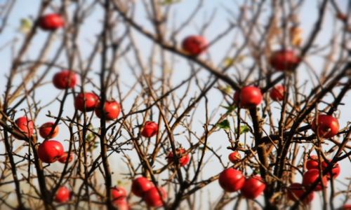 Zdjęcie POLSKA / Kołobrzeg / działka / jabłka