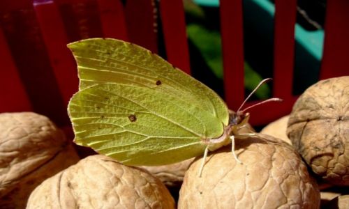 Zdjęcie POLSKA / Dolnośląskie / Boguszów-Gorce / Listek cytrynek na orzechach