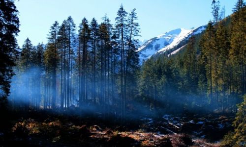 Zdjecie POLSKA / Tatry Zachodnie / Dolina Starorobociaska / Oddech lasu