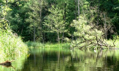 Zdjcie POLSKA / Warmia-Mazury / rzeka Krutynia / Malownicze brzegi
