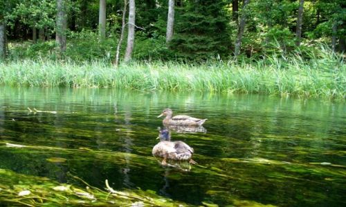 Zdjcie POLSKA / Warmia-Mazury / Mikoajki / Kaczki na rzece Krutyni