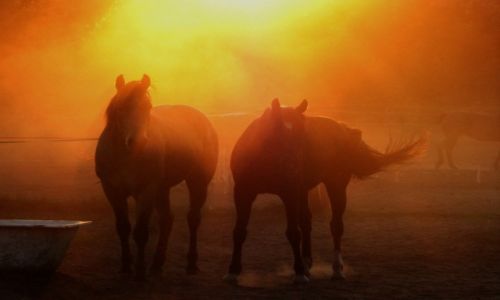 Zdjęcie POLSKA / Mazowieckie / Zalesie Borowe / Dziki zachód