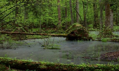 Zdjęcie POLSKA / - / Białowieski Park Narodowy / czyj to domek?